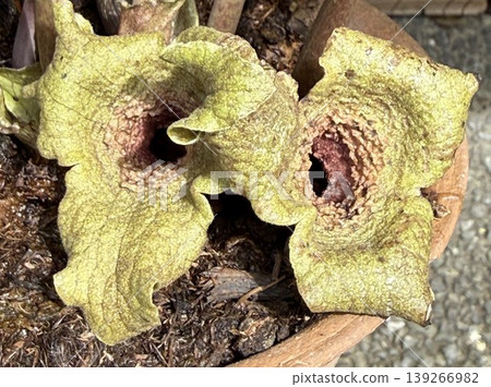 White flowers of Asarum sieboldii 139266982