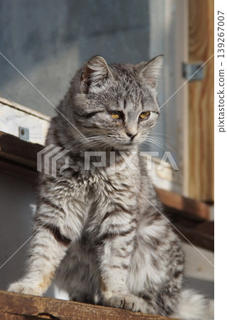 Cat in the morning... Cat in the morning... 139267007