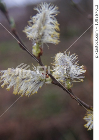 Willow... Willow... 139267012