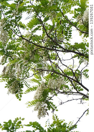 假紅橡樹的白色花朵,2026年4月 假紅橡樹的白色花朵,2026年4月 139267081