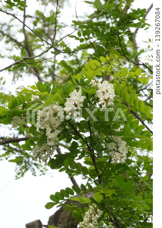 假紅橡樹的白色花朵,2026年4月 假紅橡樹的白色花朵,2026年4月 139267084