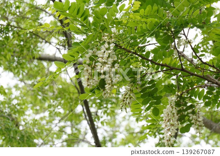 假紅橡樹的白色花朵,2026年4月 假紅橡樹的白色花朵,2026年4月 139267087