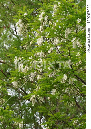 假紅橡樹的白色花朵,2026年4月 假紅橡樹的白色花朵,2026年4月 139267093