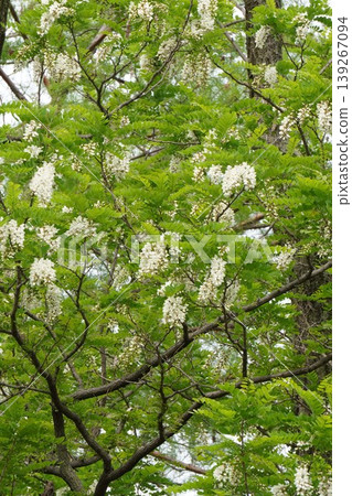 假紅橡樹的白色花朵,2026年4月 假紅橡樹的白色花朵,2026年4月 139267094