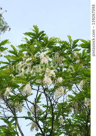 假紅橡樹的白色花朵,2026年4月 假紅橡樹的白色花朵,2026年4月 139267098