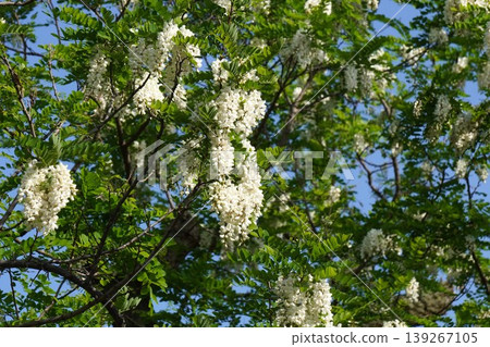 White flowers of the false red oak, April 2026 White flowers of the false red oak, April 2026 139267105