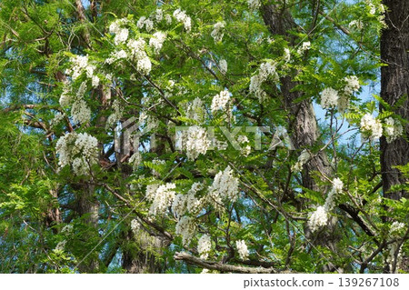 假紅橡樹的白色花朵,2026年4月 假紅橡樹的白色花朵,2026年4月 139267108
