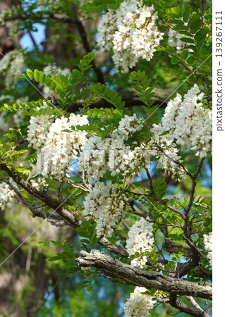 假紅橡樹的白色花朵,2026年4月 假紅橡樹的白色花朵,2026年4月 139267111