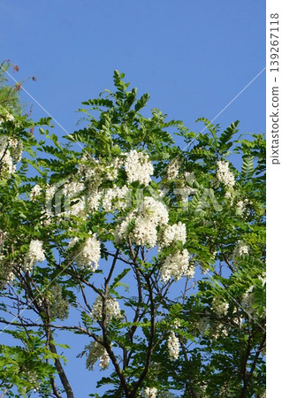 White flowers of the false red oak, April 2026 White flowers of the false red oak, April 2026 139267118