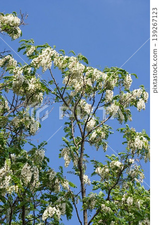 White flowers of the false red oak, April 2026 White flowers of the false red oak, April 2026 139267123