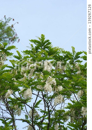 假紅橡樹的白色花朵,2026年4月 假紅橡樹的白色花朵,2026年4月 139267126