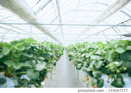A scene inside a greenhouse where strawberries are grown using the elevated cultivation method in a plastic greenhouse. 139267277