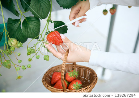 一位女士用剪刀採摘草莓；在溫室裡採摘草莓的體驗；以及籃子裡的新鮮草莓。 139267294
