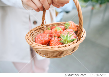 A hand holding a basket of freshly picked strawberries during strawberry picking; fresh, bright red strawberries and a small basket. 139267296