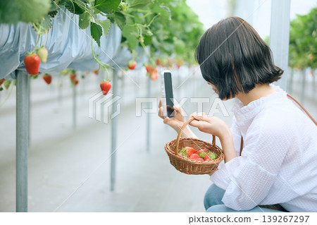 A young woman takes photos of strawberries with her smartphone in a strawberry picking greenhouse - an experience at a tourist farm. 139267297