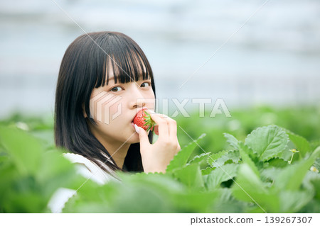 A young woman enjoys eating freshly picked strawberries at a strawberry farm – a holiday leisure experience at a strawberry farm in a greenhouse. A young woman enjoys eating freshly picked strawberries at a strawberry farm – a holiday leisure experience at a strawberry farm in a greenhouse. 139267307