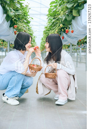 Two young women enjoying strawberry picking – friends harvesting strawberries in a greenhouse and putting them in baskets – a spring leisure activity. Two young women enjoying strawberry picking – friends harvesting strawberries in a greenhouse and putting them in baskets – a spring leisure activity. 139267323