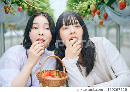Two young women enjoying strawberry picking; a portrait of two friends smiling as they savor strawberries grown in a greenhouse. 139267326