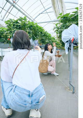 Two young women enjoying strawberry picking; friends harvesting strawberries while taking photos with their smartphones in a greenhouse. 139267329