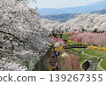 Colorful spring flowers complement the beauty of the thousand cherry blossoms at a glance. 139267355