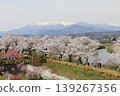 Colorful spring flowers complement the beauty of the thousand cherry blossoms at a glance. 139267356