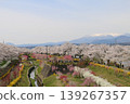 Colorful spring flowers complement the beauty of the thousand cherry blossoms at a glance. 139267357