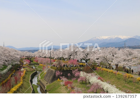 Colorful spring flowers complement the beauty of the thousand cherry blossoms at a glance. Colorful spring flowers complement the beauty of the thousand cherry blossoms at a glance. 139267357