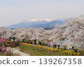 Colorful spring flowers complement the beauty of the thousand cherry blossoms at a glance. 139267358