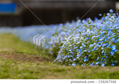 Nemophila花園 Nemophila花園 139267388