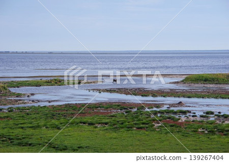 北海道別海町野付半島上，秋色珊瑚草與一群北海道鹿的景色。 139267404