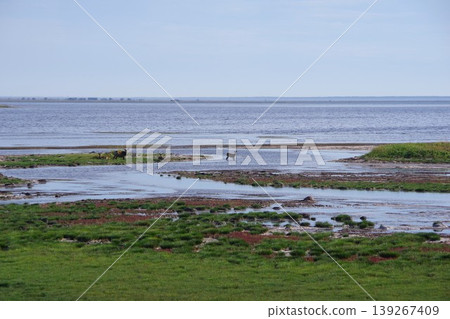 北海道別海町野付半島上,秋色珊瑚草與一群北海道鹿的景色。 北海道別海町野付半島上,秋色珊瑚草與一群北海道鹿的景色。 139267409