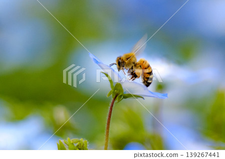 Nemophila flower garden Nemophila flower garden 139267441