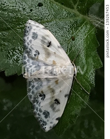 A moth perched on a leaf A moth perched on a leaf 139267453