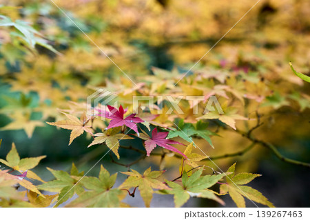 Landscape with autumn leaves Landscape with autumn leaves 139267463