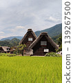 稻田風光。白川村，世界遺產。白川鄉合掌造建築。 139267500