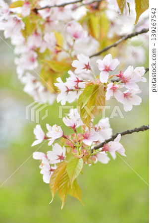 Leaves cherry tree Leaves cherry tree 139267542