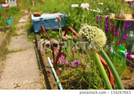 Onion flowers blooming in the field!! 139267663