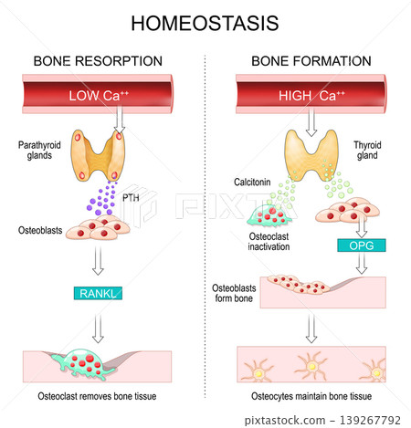 Homeostasis. Hormonal regulation of Bone remodeling. Osteoclasts remove bone. Osteoblasts form bone. Homeostasis. Hormonal regulation of Bone remodeling. Osteoclasts remove bone. Osteoblasts form bone. 139267792