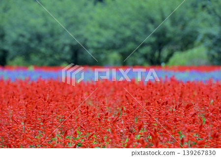 一片紅色的鼠尾草田，點綴著美麗的藍色薰衣草條紋。 139267830