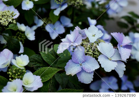 Hydrangeas in the twilight, wet with rain Hydrangeas in the twilight, wet with rain 139267890