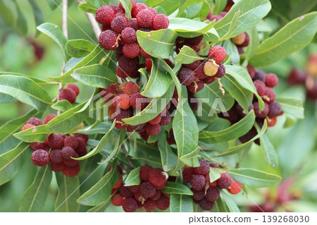 The bayberry tree, with its beautiful jewel-like fruits. 139268030