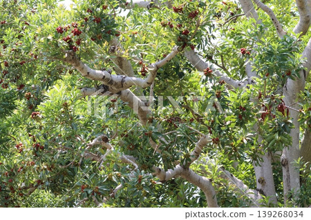 The bayberry tree can also serve as a symbolic tree. The bayberry tree can also serve as a symbolic tree. 139268034