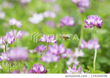 A bee visits a lotus flower in the spring sunshine. 139268086