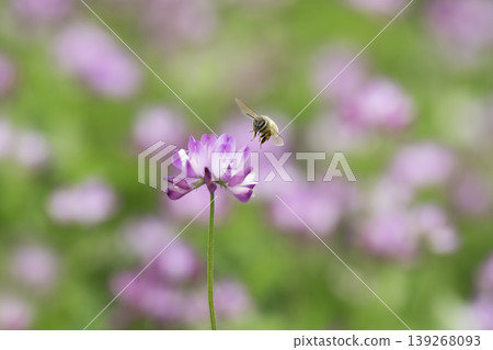 A bee visits a lotus flower in the spring sunshine. 139268093