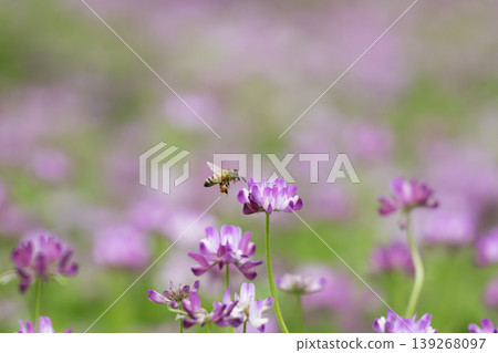 A bee visits a lotus flower in the spring sunshine. A bee visits a lotus flower in the spring sunshine. 139268097