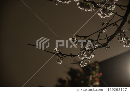 璀璨的櫻花和夢幻般的燈光從寂靜的夜色中浮現出來。 139268127