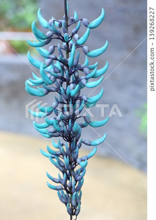 Jade vine flower, close-up, blue flower, tropical plant, botanical material. Jade vine flower, close-up, blue flower, tropical plant, botanical material. 139268227