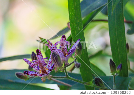 秋天的野草Hototogisu有紫色斑點 秋天的野草Hototogisu有紫色斑點 139268293