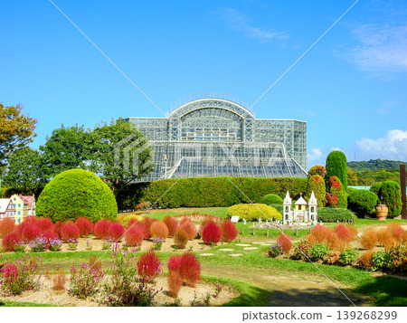 Red kochia at Green Park Fairy Tale Forest in Wakamatsu Ward, Kitakyushu City 139268299