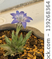 Haru Rindow 139268364
